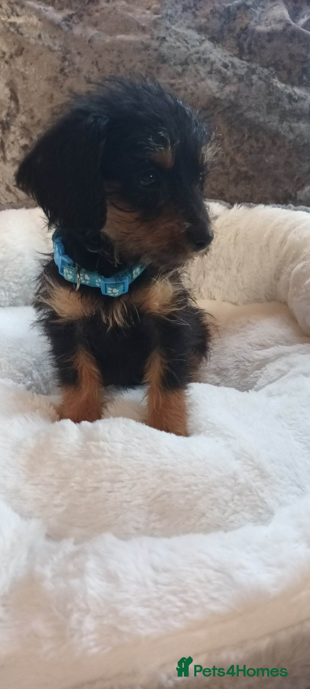 Mixed Breed dogs for sale: Miniature Chiweenies  - Image 3