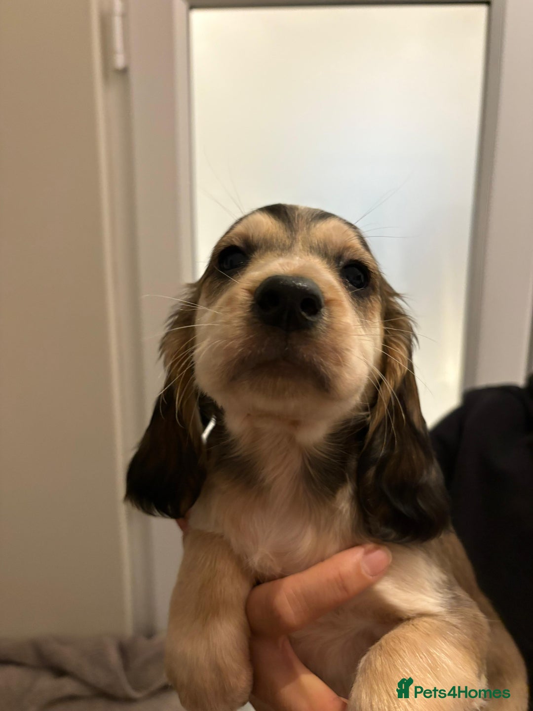 Cocker Spaniel dogs for sale: Show type KC and DNA health tested parents  - Advert 6