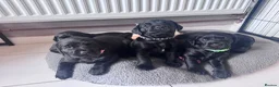 Labrador Retriever dogs for sale: KC Registered beautiful working labrador puppies in Oldham - Advert 41
