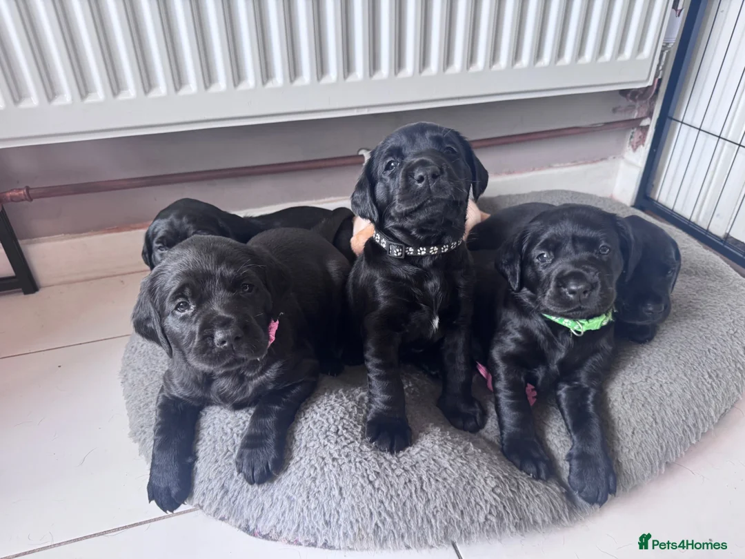 Labrador Retriever dogs for sale: KC Registered beautiful working labrador puppies in Oldham - Advert 41