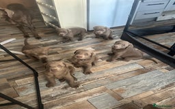 Labrador Retriever dogs for sale: Silver labradors *READY TO LEAVE* - Image 9