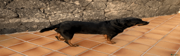Rottweiler dogs for sale: Rottweiler Mature Dog NOT A PUPPY !!!! in Richmond - Advert 3