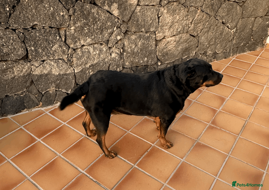 Rottweiler dogs for sale: Rottweiler Mature Dog NOT A PUPPY !!!! in Richmond - Advert 3