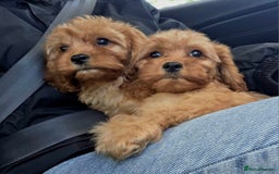 Cavapoo dogs for sale: Ready now Extensively tested f1 cavapoo puppies - Image 1