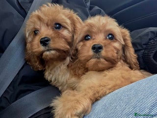 Cavapoo dogs - Advert 10