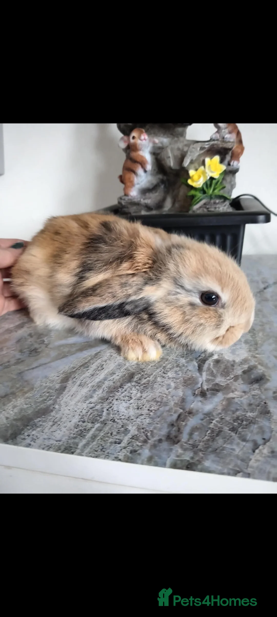 Mini Lop rabbits for sale: Baby lops - Advert 4