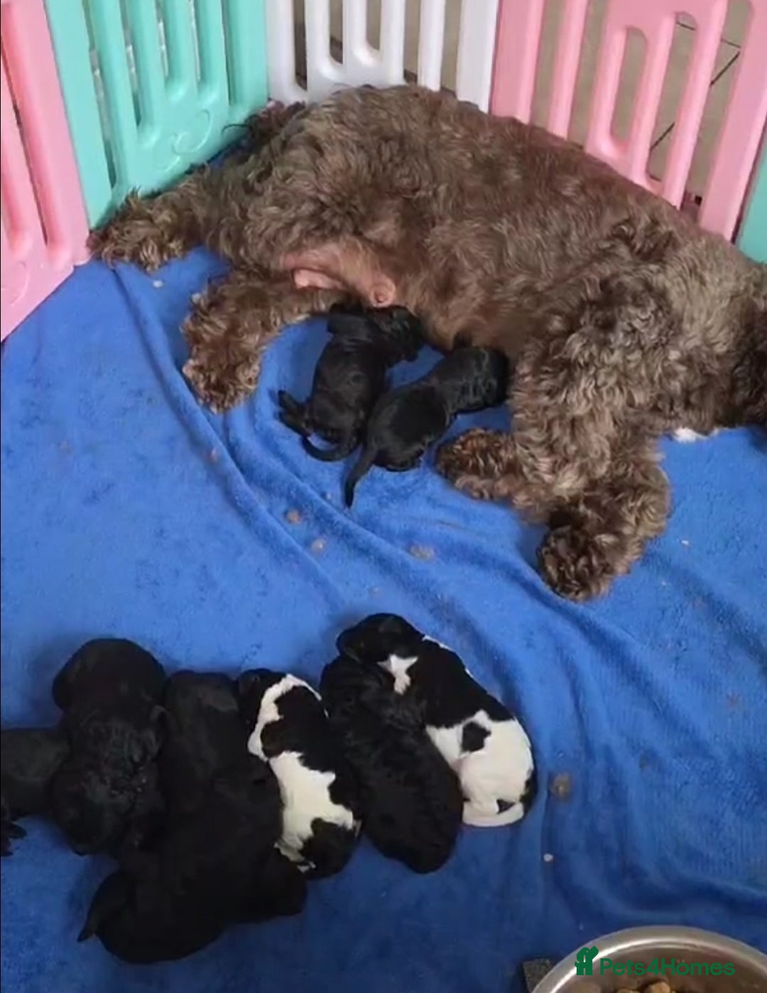 Labradoodle dogs for sale: Gorgeous Labradoodle Babies  - Image 12