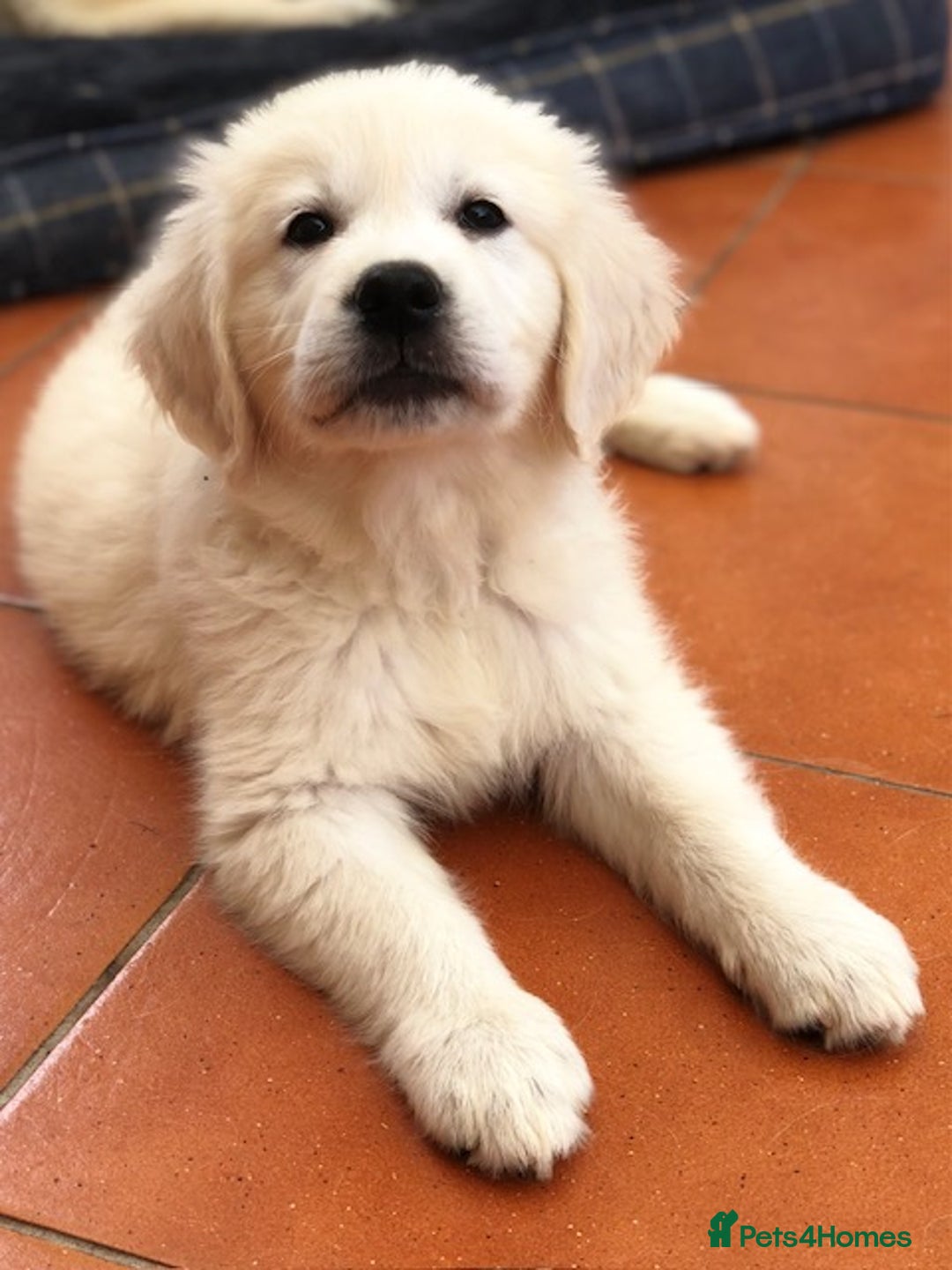 Golden Retriever dogs for sale: Home bred Chunky cream Goldie pups - Image 18