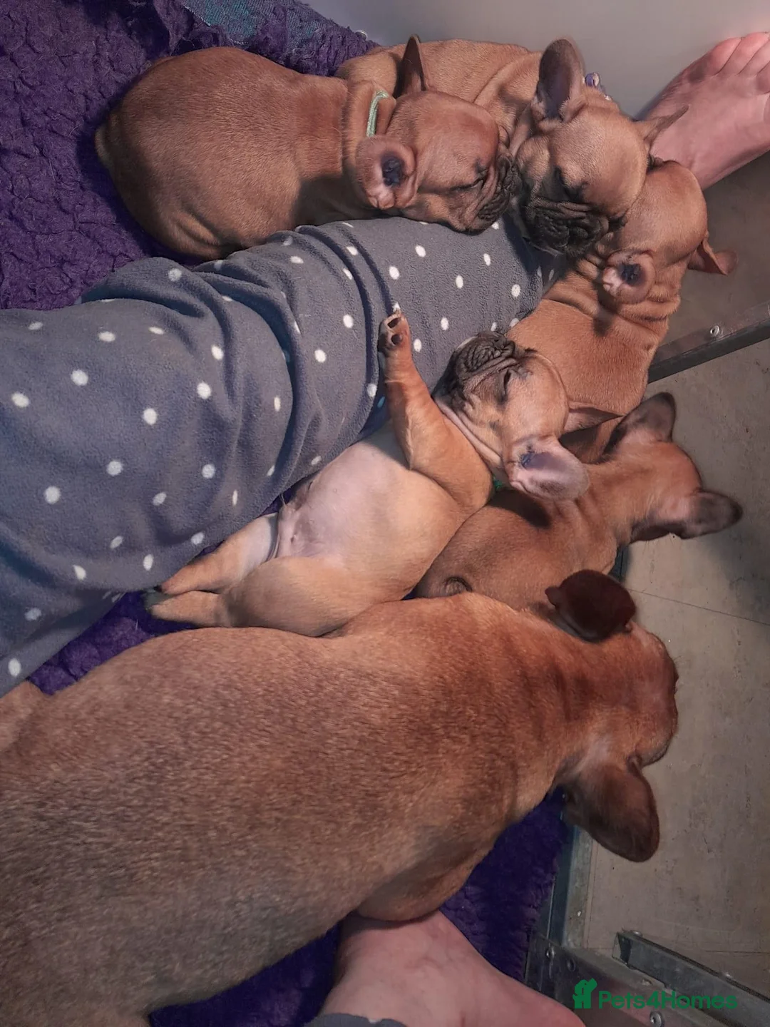 French Bulldog dogs for stud: 💥3x Ch Rocky of Empire OB UK💥FBCE Silver Tested in Doncaster - Advert 29