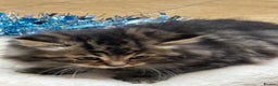 Mixed Breed cats for sale: Beautiful long haired male tabby kitten  - Advert 4