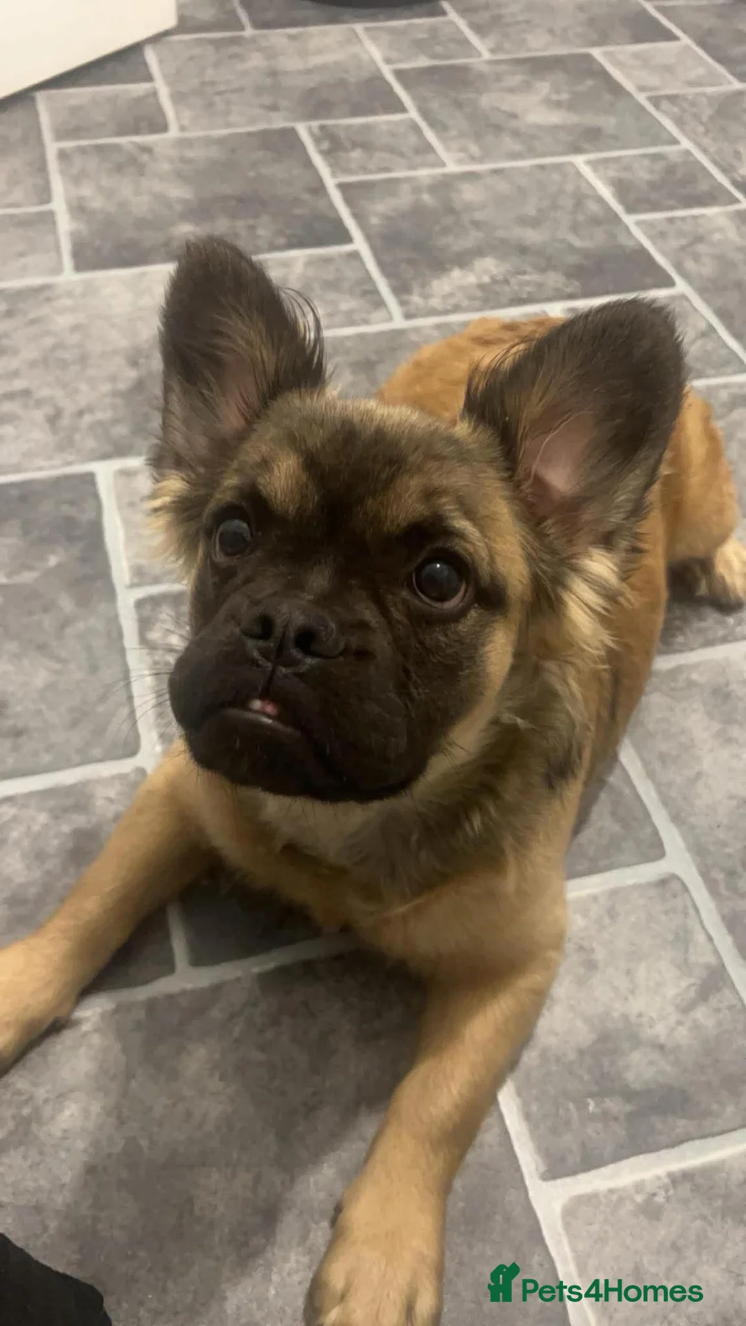 Mixed Breed dogs for sale: 2 year old crossbreed male dog  - Advert 1