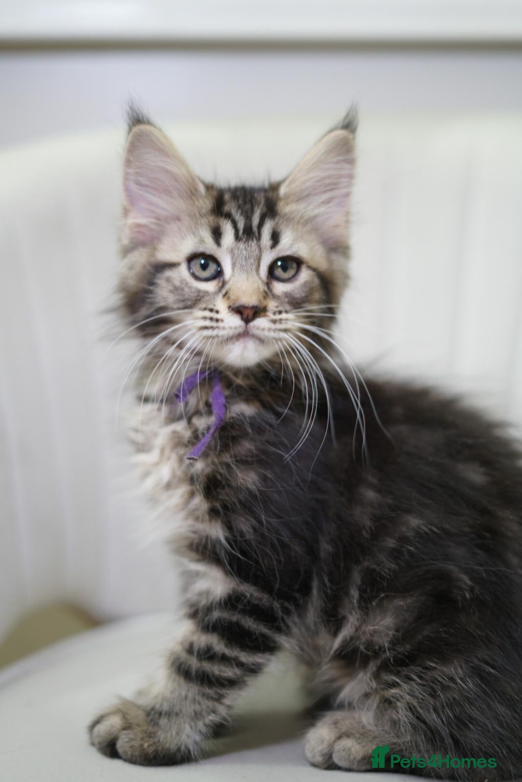 Maine Coon cats  Reduced to £750 Maine coon kittens ready now  - Advert 18