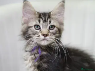 Maine Coon cats Reduced to £750 Maine coon kittens ready now - Advert 18