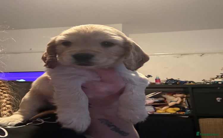 Cocker Spaniel dogs - Advert 6