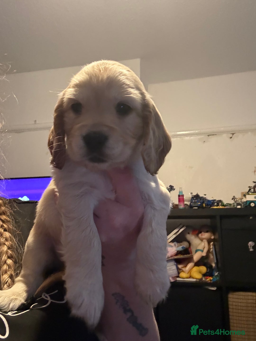 Cocker Spaniel dogs for sale: Stunning Cocker Spaniel pups - Advert 1