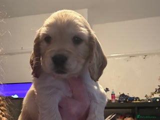 Cocker Spaniel dogs Stunning Cocker Spaniel pups - Advert 7