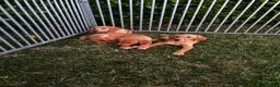 Goldador dogs for sale:  ♥️Gorgeous Puppies Ready For Walks ♥️ - Advert 26