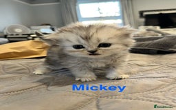 Persian cats for sale: Gorgeous litter of 6 PKD Negative Persian kittens - Image 5