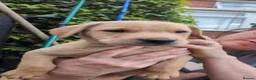 Labrador Retriever dogs for sale: Beautiful KC registered pups ready for their home - Advert 5