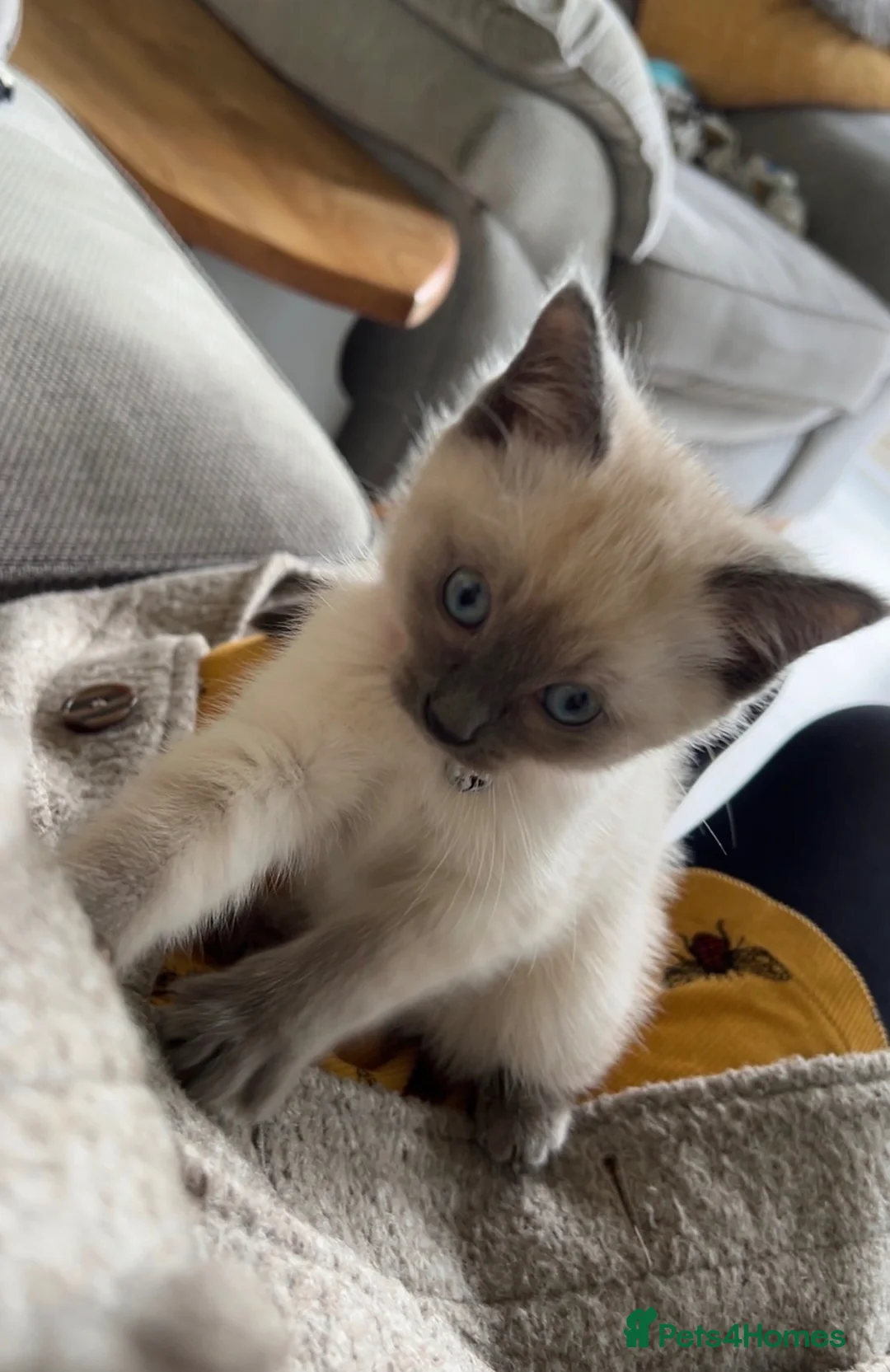 Ragamese cats for sale: 3/4 Ragdoll 1/4 Siamese female - Advert 10