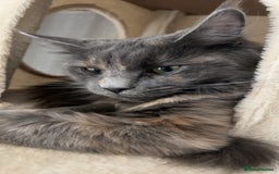 Maine Coon cats for sale: Maine coon kittens for sale  - Advert 17