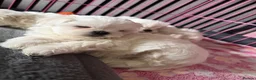 Maltese dogs for sale: Tiny KC Korean Maltese Puppies🩷🩵 - Advert 15