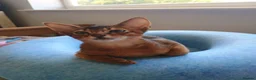 Abyssinian cats for sale: Two stunning Abyssinian male kittens ready now - Advert 7