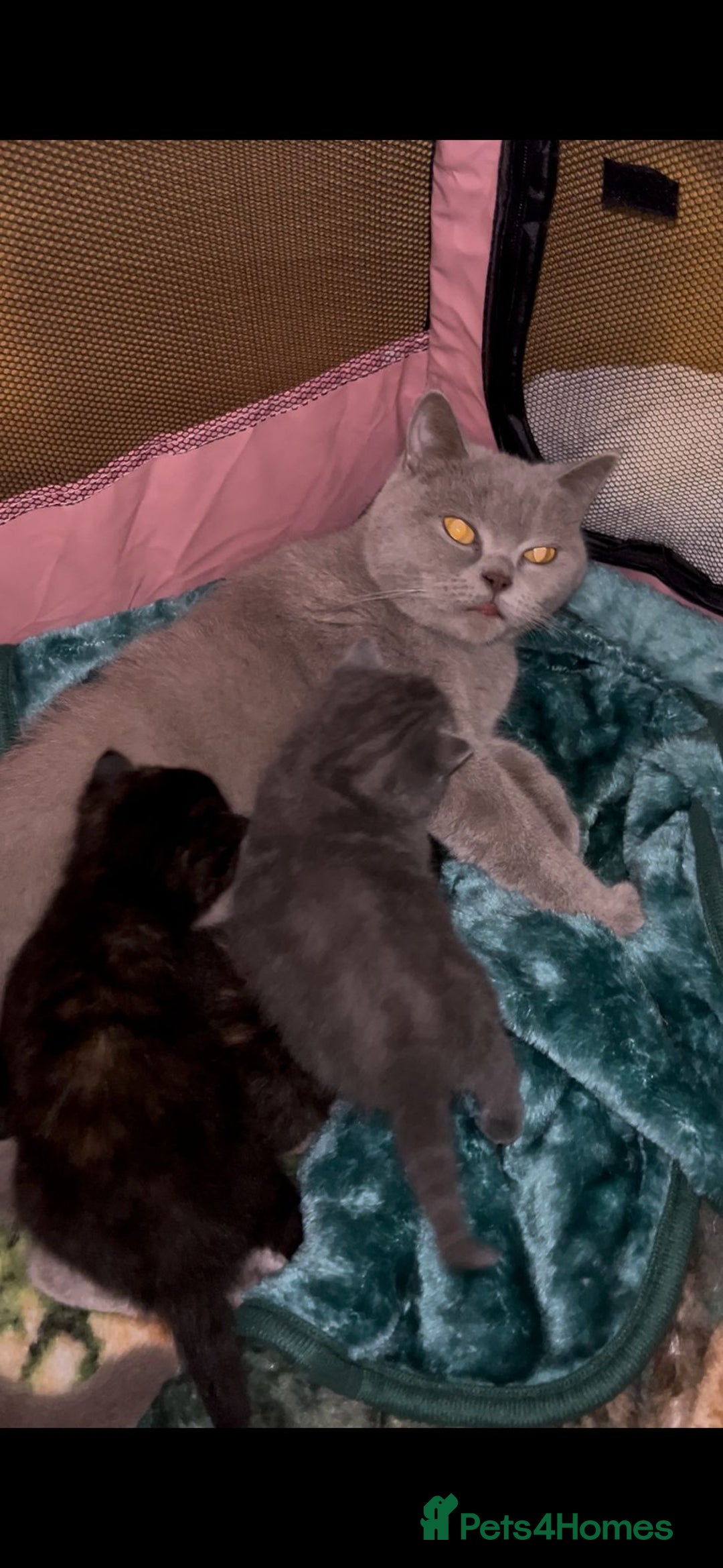 British Shorthair cats for sale: British Short Hair girls available  - Advert 4
