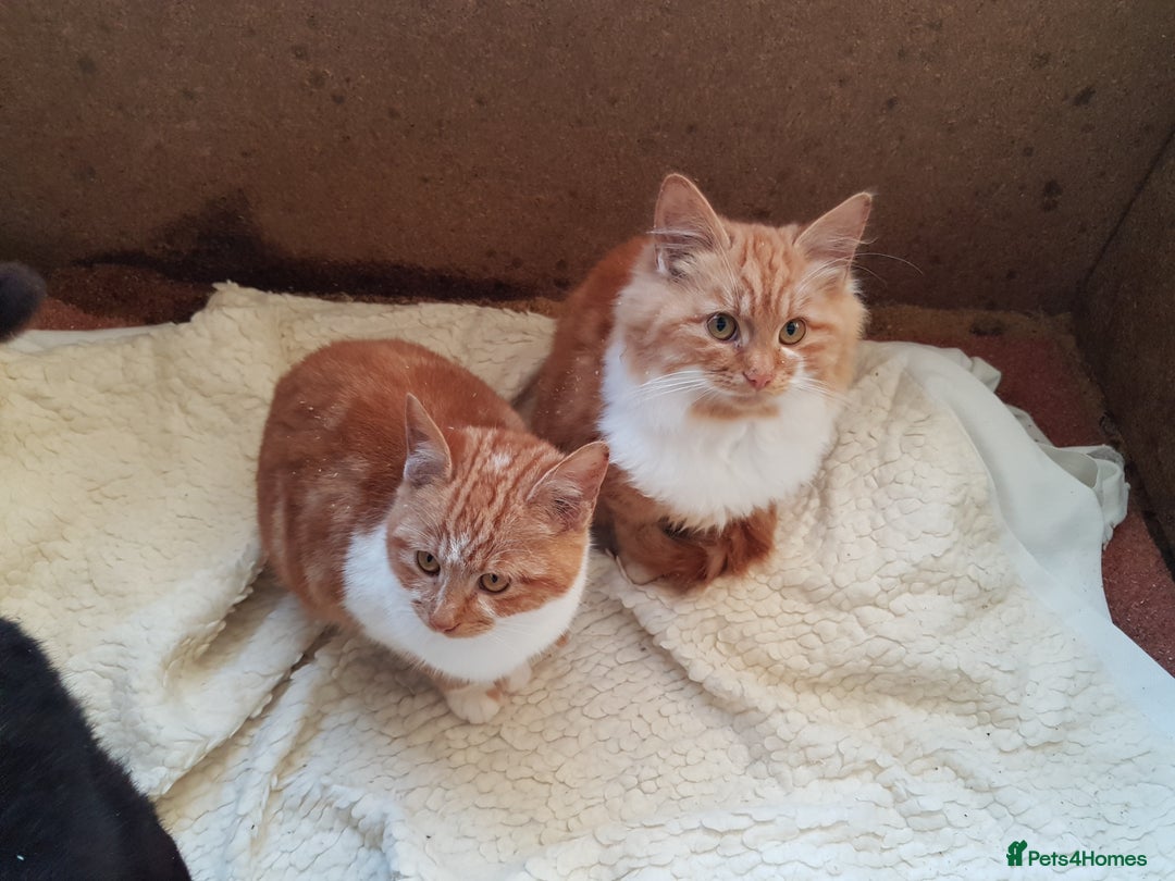 Mixed Breed cats for sale: GORGEOUS KITTENS INCL FEMALE ORANGE TABBY - Advert 11