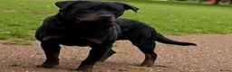 Rottweiler dogs for sale: Kc registered Rottweiler puppies - Advert 8