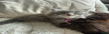 Maine Coon Kitten Female