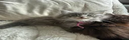 Maine Coon cats for sale: Maine Coon kittens ✨ Looking for forever homes - Advert 4