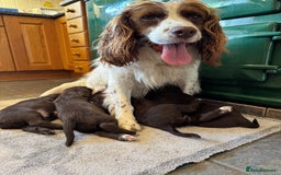 Sprocker dogs for sale: F1 Sprocker puppies liver and white  - Image 14