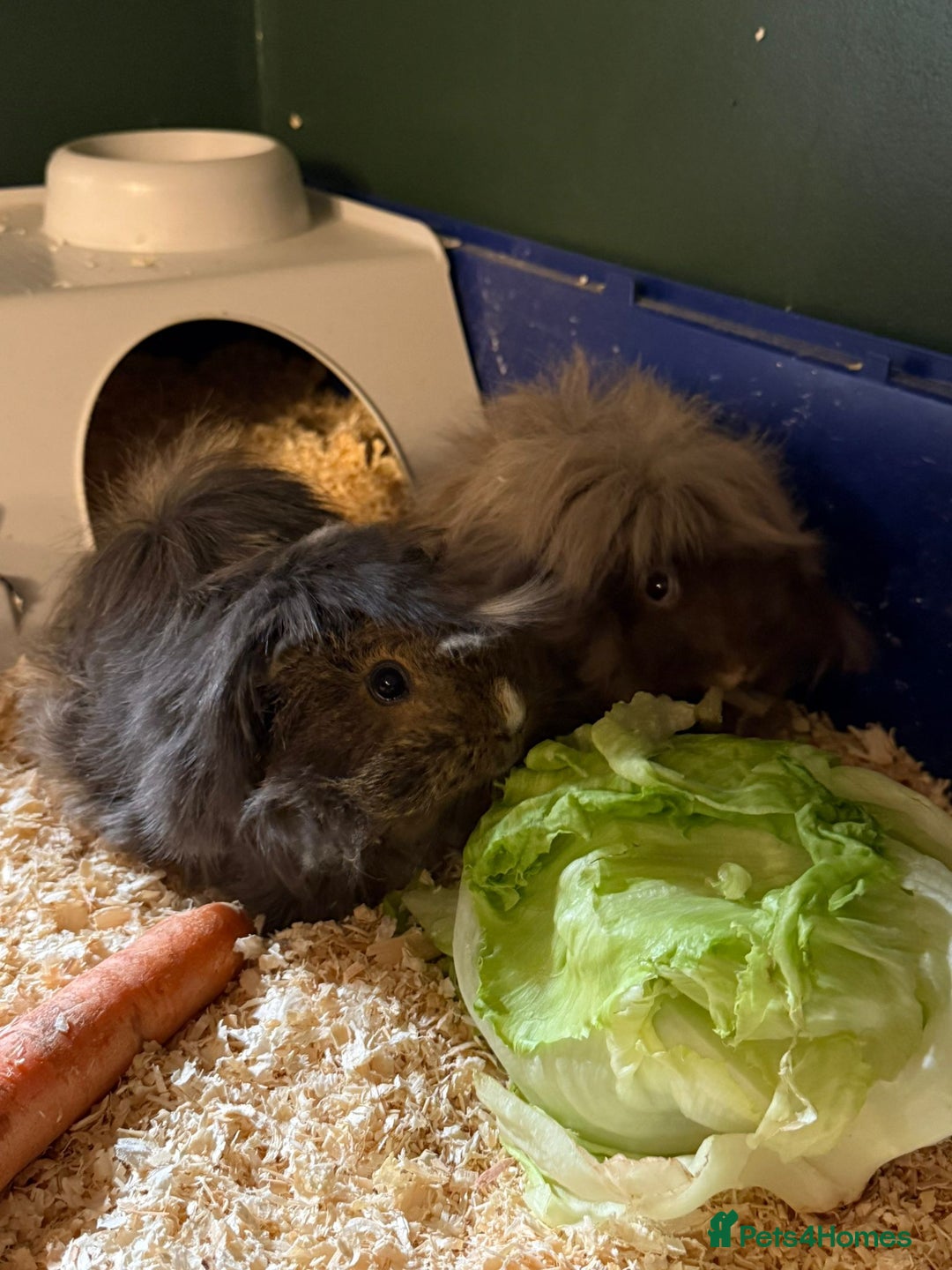 Guinea Pig rodents for sale: 2 long haired guinea pigs for sale - Advert 2