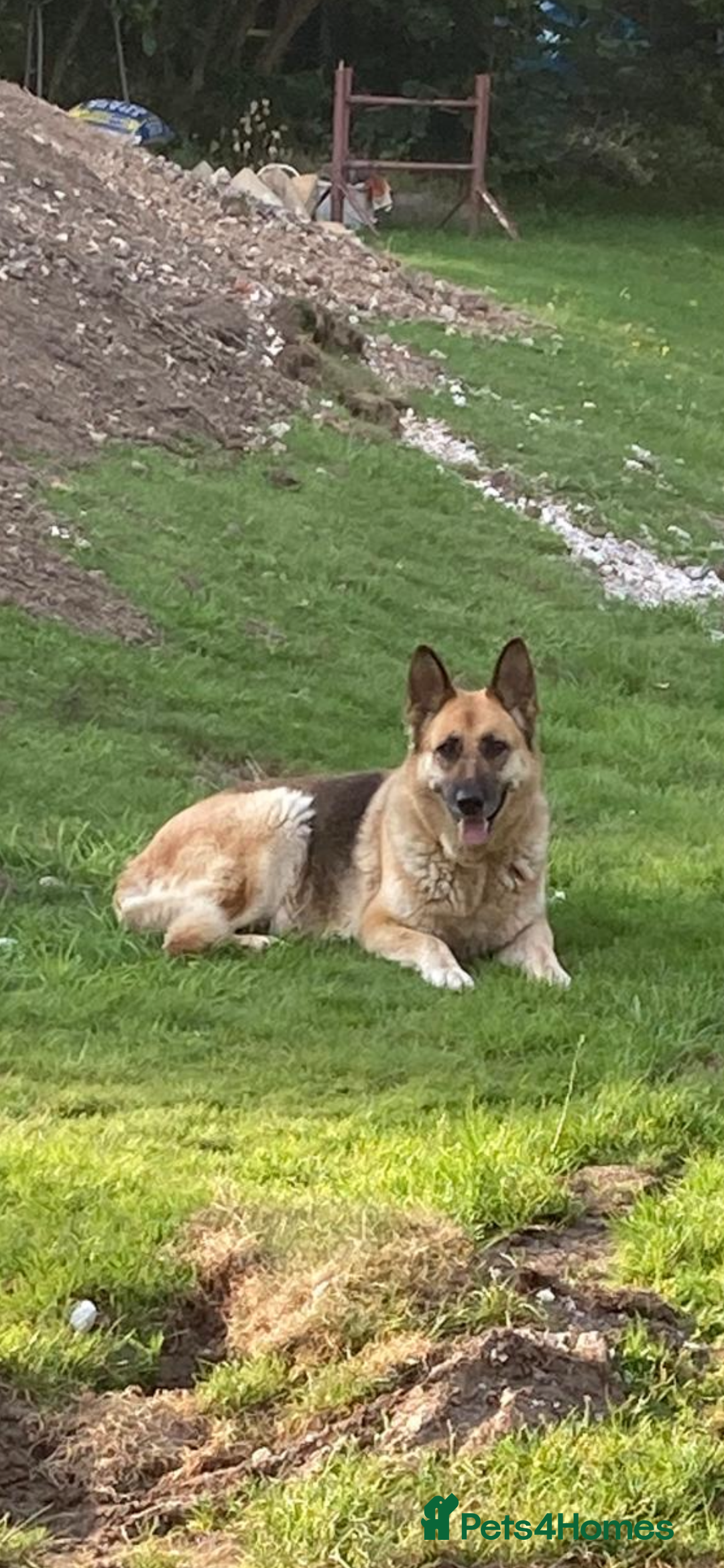 German Shepherd dogs for sale: 💖 Loyal Female German Shepherd For sale  - Image 1