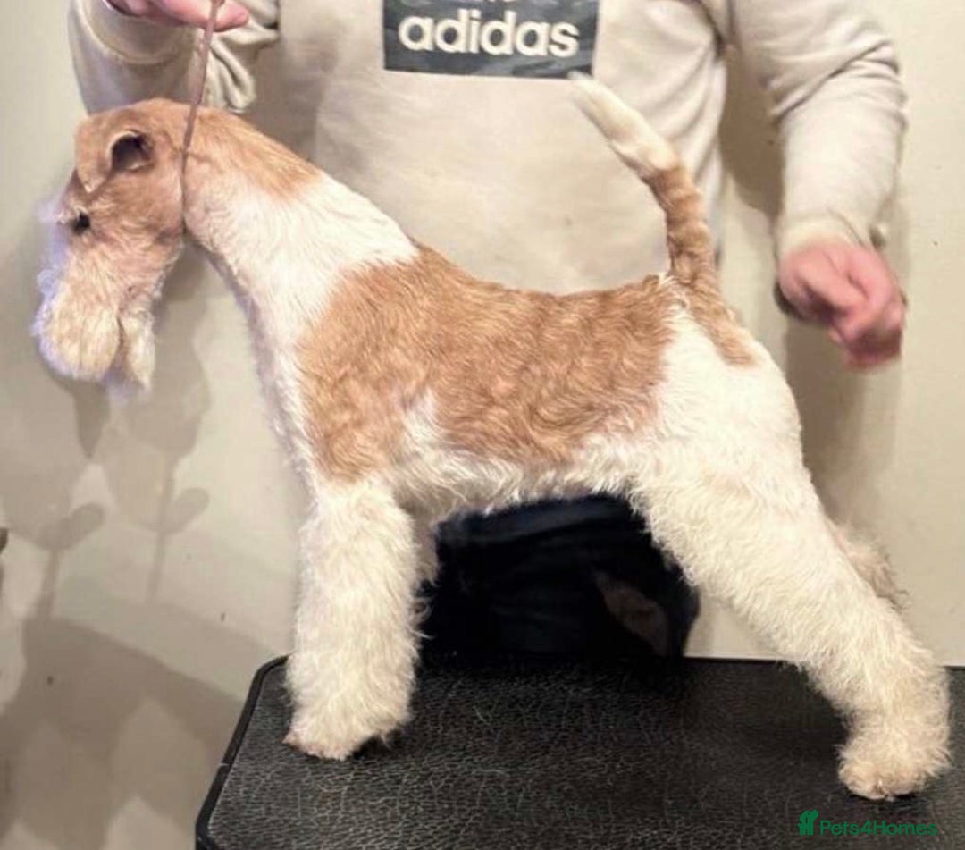 Fox Terrier dogs for sale: Stunning wire fox terrier puppies  - Advert 5