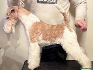 Fox Terrier dogs ❌LAST 2 boys available ❌Rare tan and white WFT - Advert 2