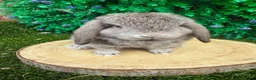 Mini Lop rabbits for sale: 🥰😍Stunning purebred mini lops ready now 🥰😍 - Advert 8