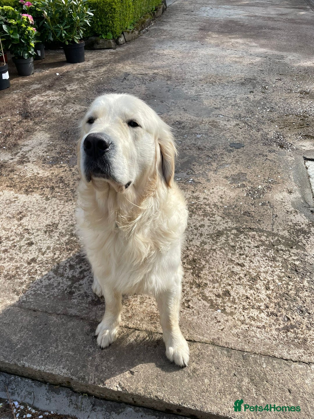 Golden Retriever dogs for stud: Kennel Club registered Golden Retriever - Advert 4