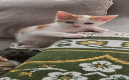 Mixed Breed cats for sale:  Blue eyes Flower pattern mark unique kitten  - Image 5