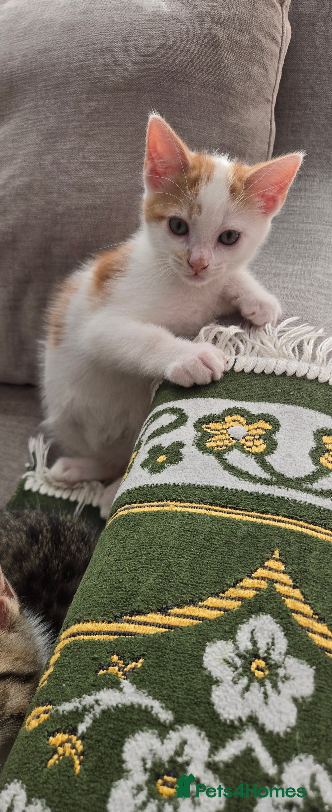 Mixed Breed cats for sale:  Blue eyes Flower pattern mark unique kitten  - Image 5
