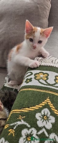 Mixed Breed cats - Advert 2