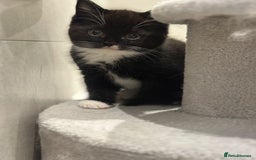 Ragdoll cats for sale: 4 kittens looking for new family  - Image 14