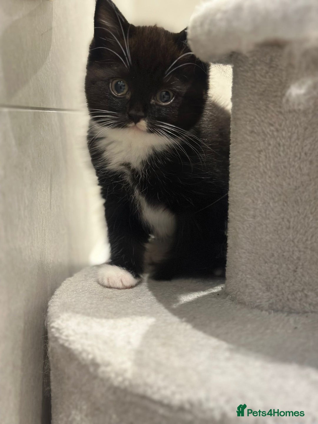 Ragdoll cats for sale: 4 kittens looking for new family  - Image 14