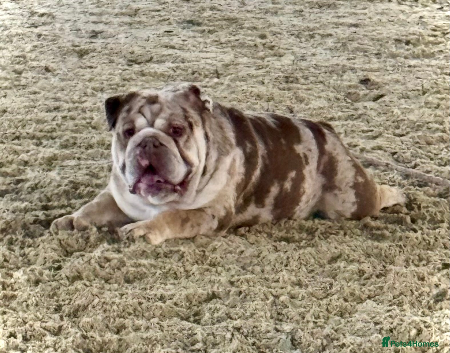 English Bulldog dogs Chocolate and tan merle For Stud  in London - Advert 10