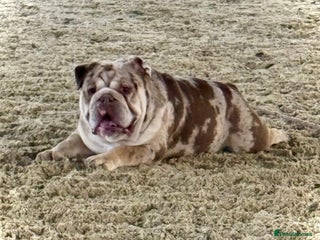 English Bulldog dogs Chocolate and tan merle For Stud in London - Advert 5