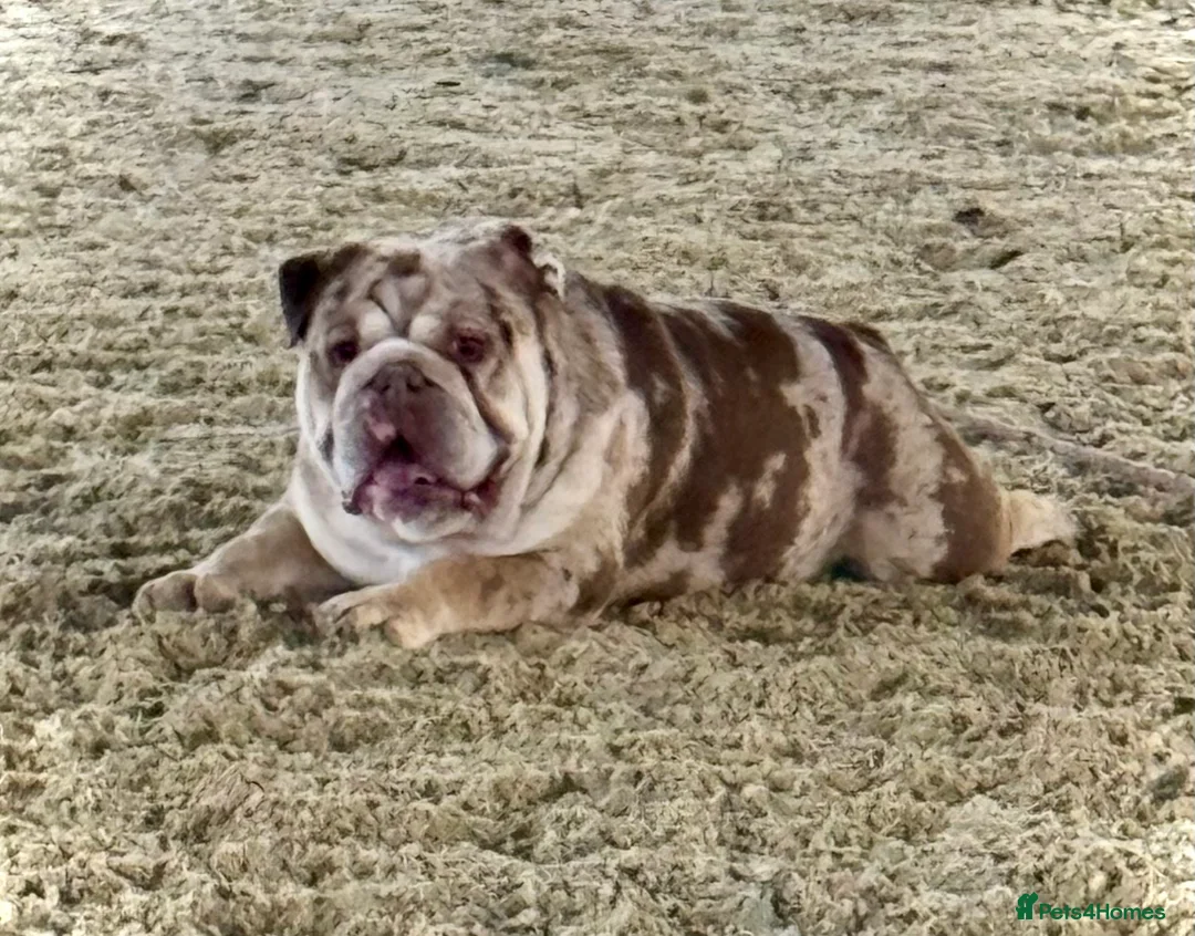 English Bulldog dogs for stud: Chocolate and tan merle For Stud  in London - Advert 2
