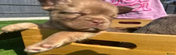 French Bulldog dogs for sale: Fluffy Frenchies  - Advert 29