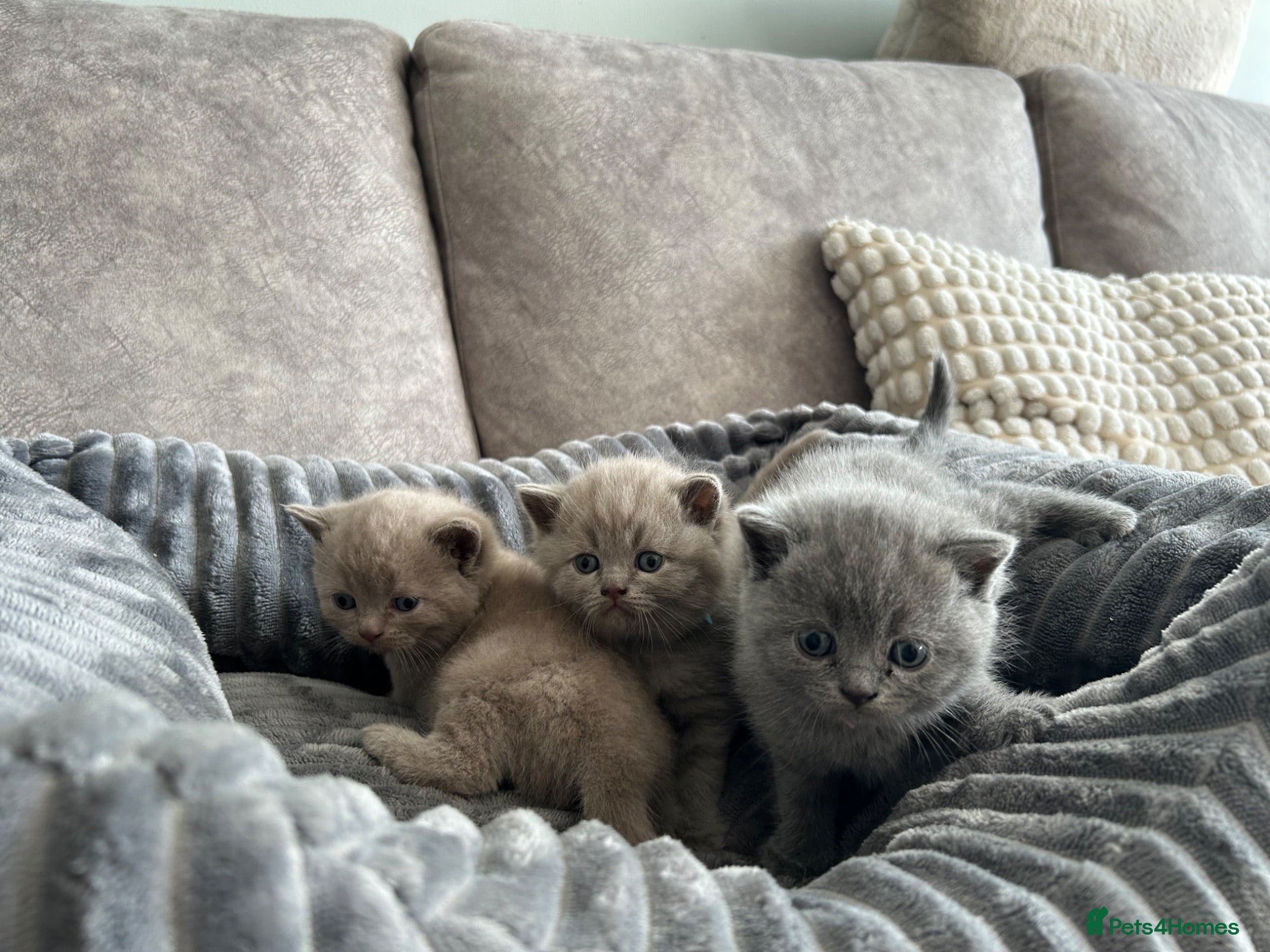British Shorthair cats Beautiful British Shorthair kittens for sale - Advert 5