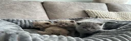 British Shorthair cats for sale: Beautiful British Shorthair kittens for sale in Bradford - Advert 1